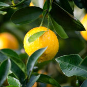 Victorian_Citrus_Farms