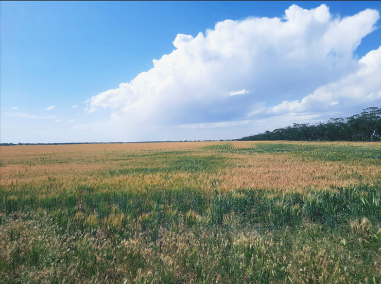 broadacre farming